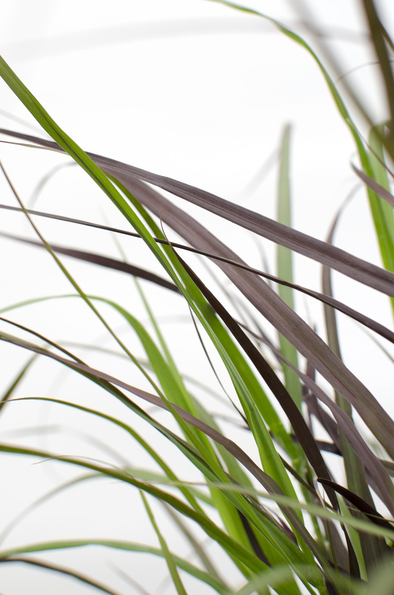 Pennisetum x advena 'Summer Samba' – Farbenfrohes Ziergras Ø19cm
