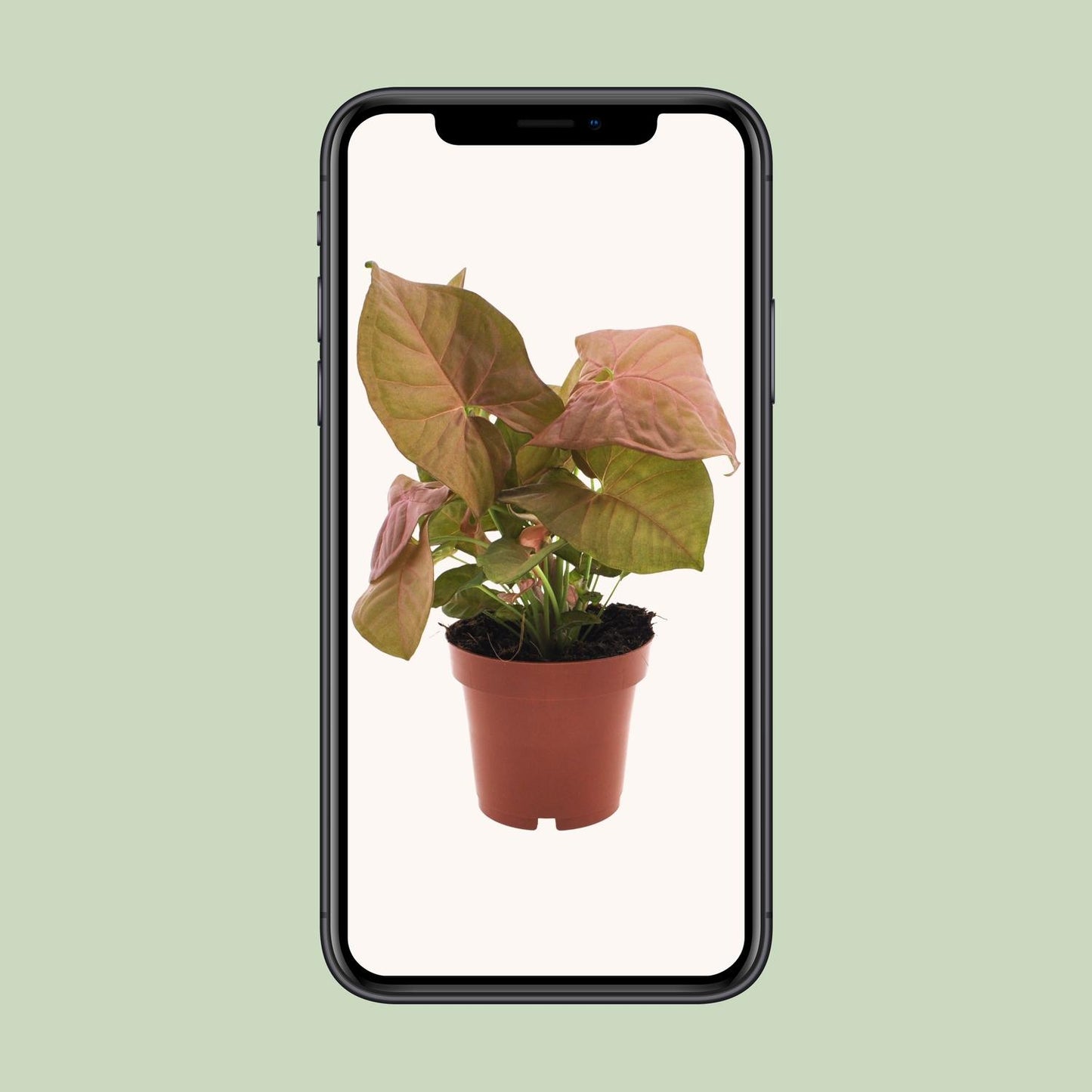 Syngonium Neon – Pflegeleichte Pfeilspitzenpflanze Ø12cm