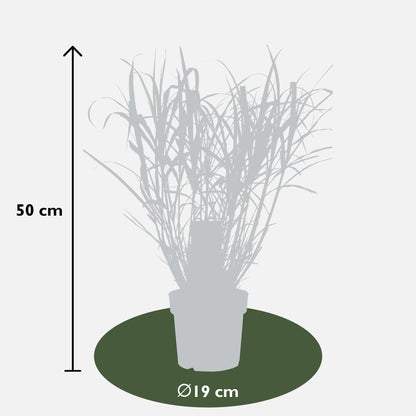 Miscanthus sinensis Strictus – Pflegeleichtes Zebra-Gras Ø23cm