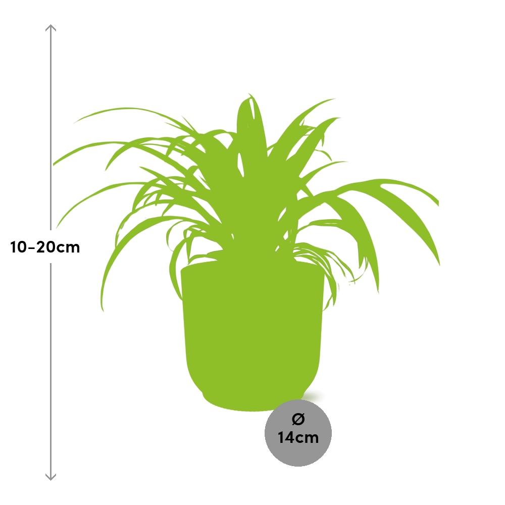 Chlorophytum Comosum Variegatum – Pflegeleichte Spinnenpflanze 14cm gelb