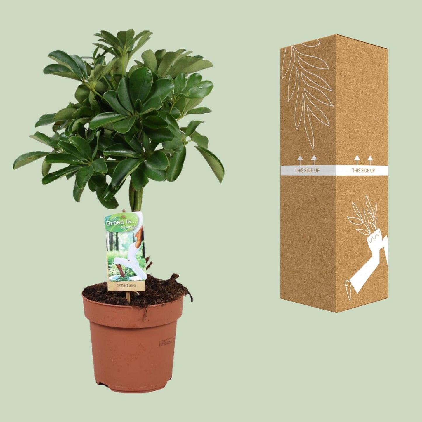 Schefflera Nora – Pflegeleichte Schirmpflanze Ø17cm, 60cm hoch