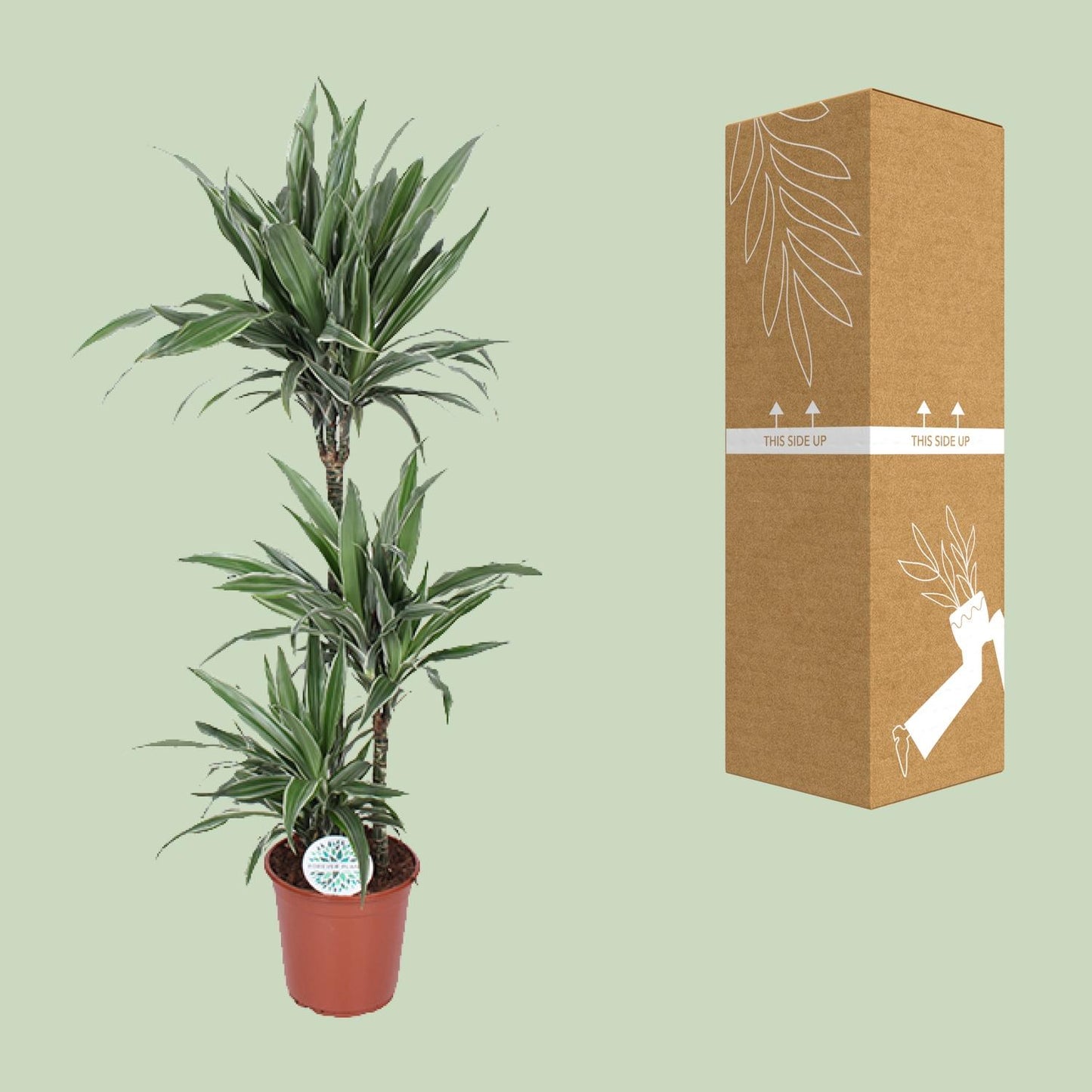 Dracaena Warneckei – Eleganter Drachenbaum Ø24cm, 125cm hoch