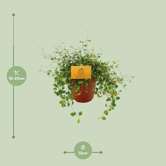 Muehlenbeckia Maori – Pflegeleichte Kettenrebe Ø12cm