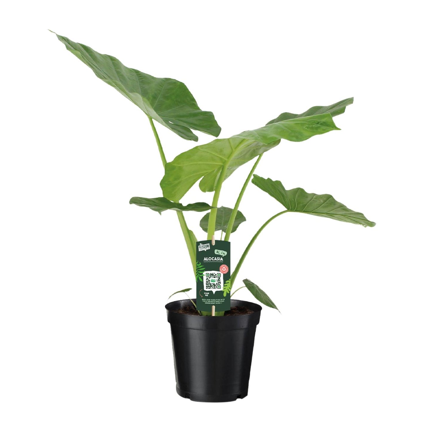 Alocasia Macrorrhiza – Exotische Zimmerpflanze Ø19cm, 70cm hoch