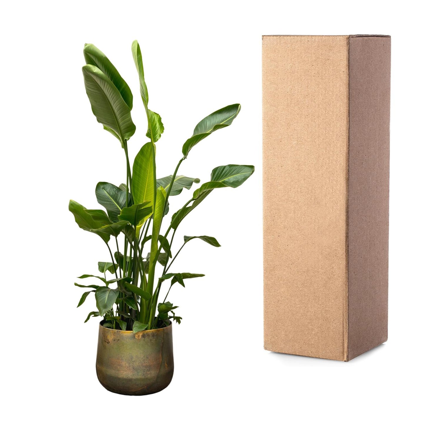 Strelitzia Nicolai de luxe XXL – 250 cm, ø40 cm
