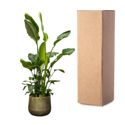 Strelitzia Nicolai de luxe XXL – 250 cm, ø40 cm