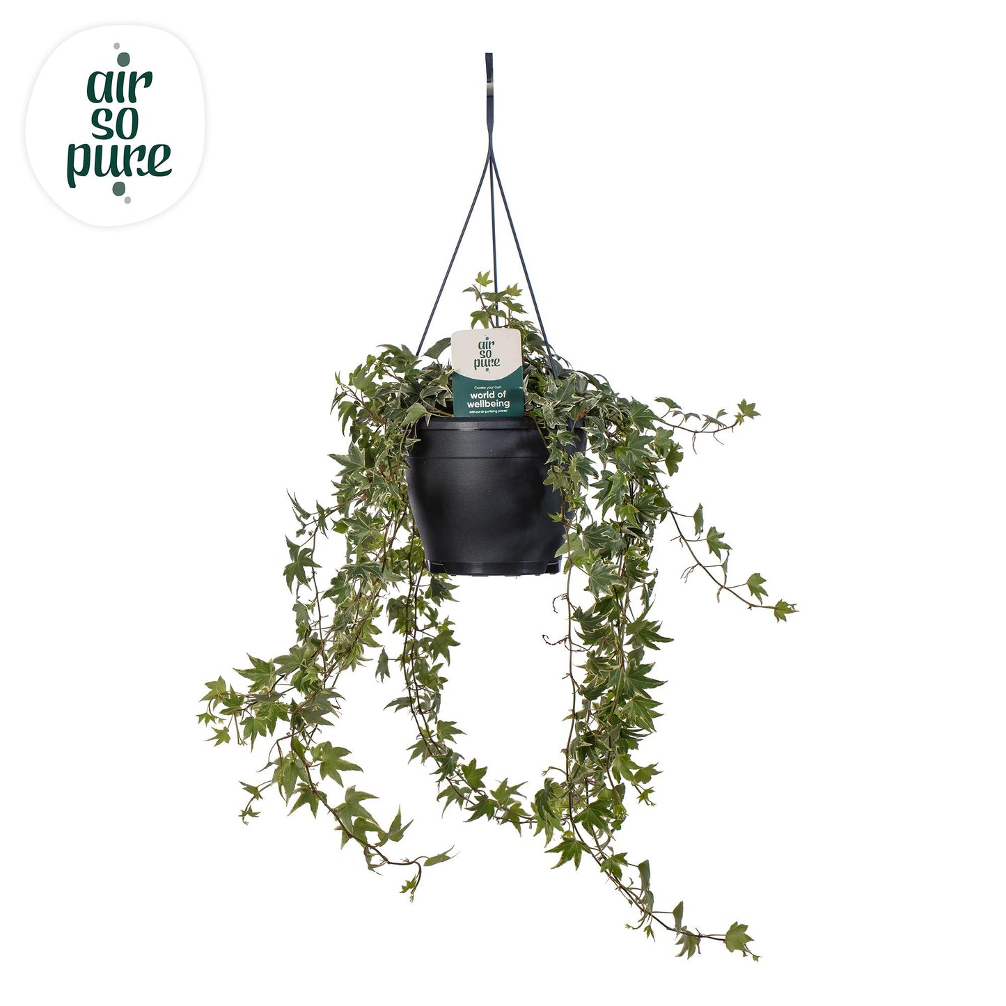 Hedera Helix White Air So Pure® – Luftreinigende Efeupflanze Ø19cm