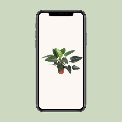 Philodendron Congo Green – Pflegeleichte tropische Zimmerpflanze