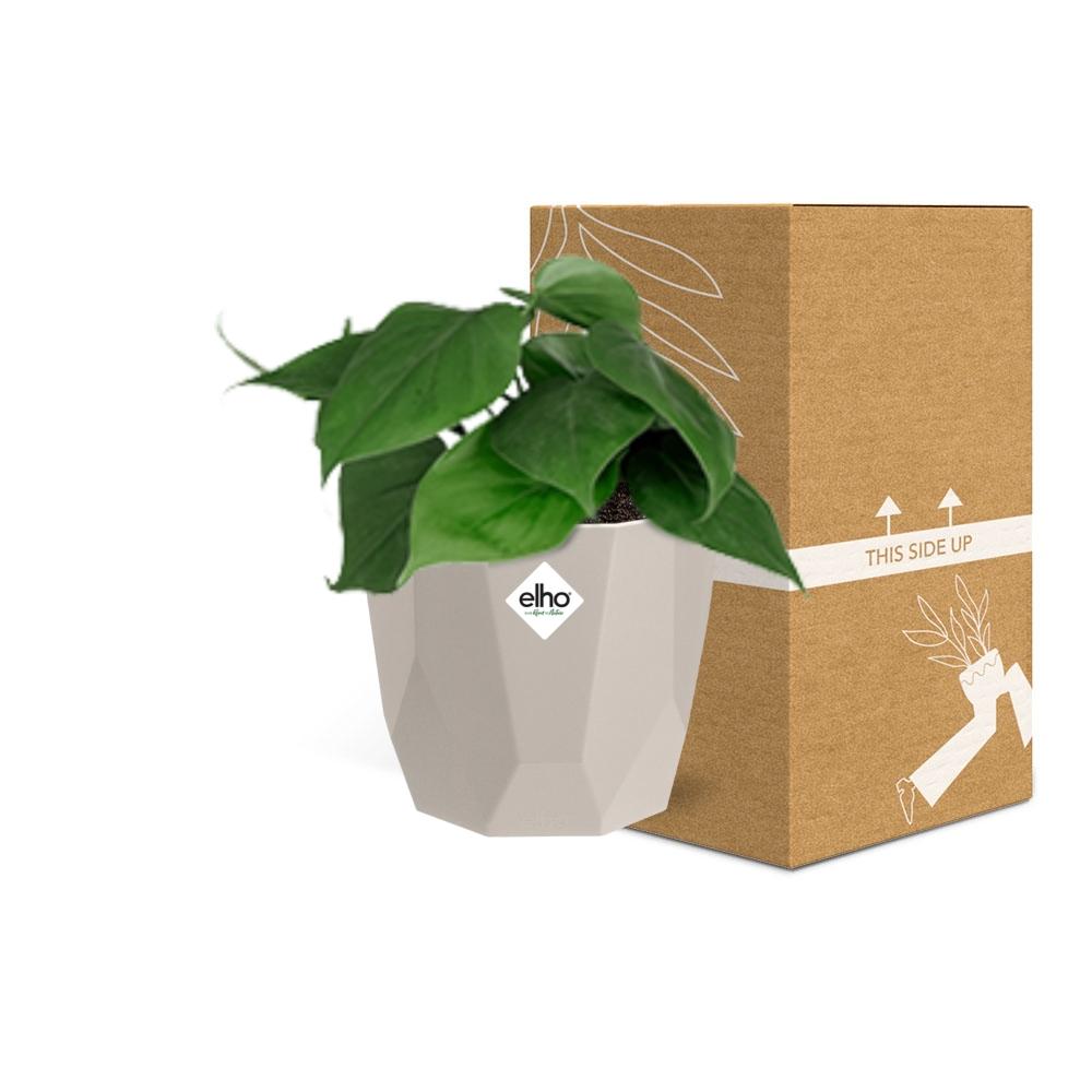 Philodendron Scandens in ELHO b.for rock 14 cm warm grey