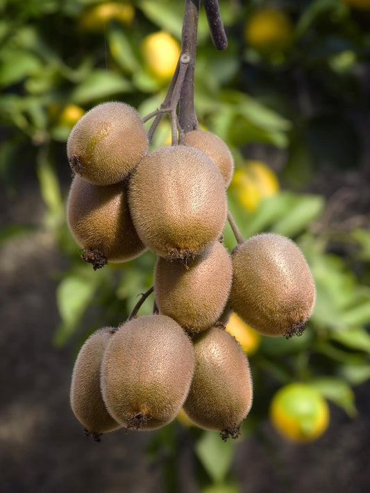 Kiwi 'Jenny' – Selbstfruchtende Kletterpflanze Ø13cm