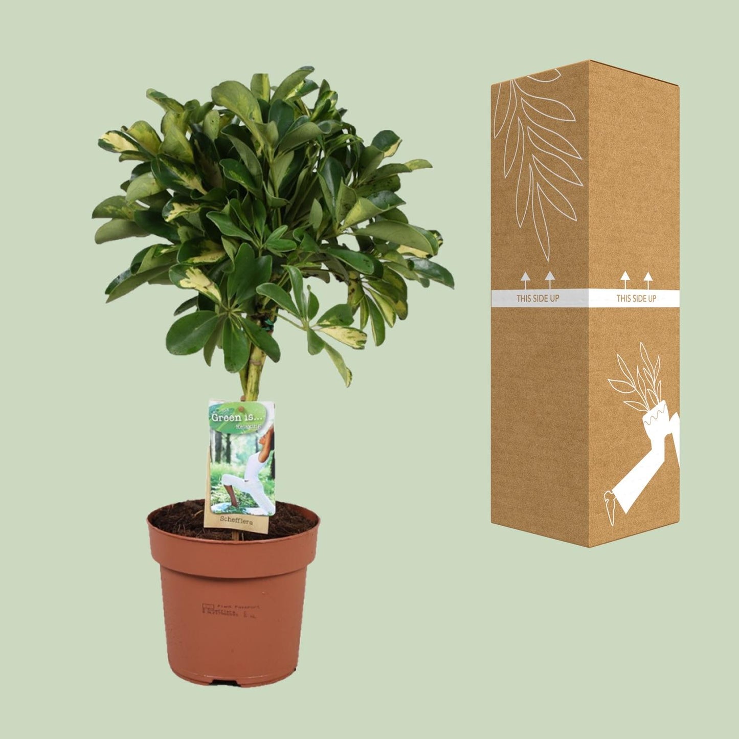 Schefflera Gold Capella – Pflegeleichte Zimmerpflanze Ø17cm
