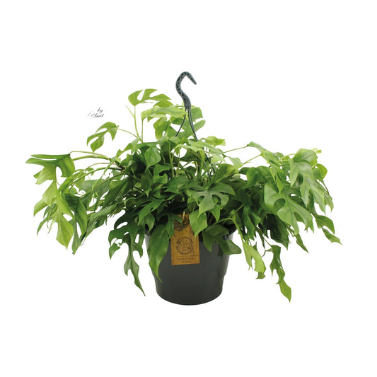 Monstera Minima – Pflegeleichte Kletterpflanze für Zuhause