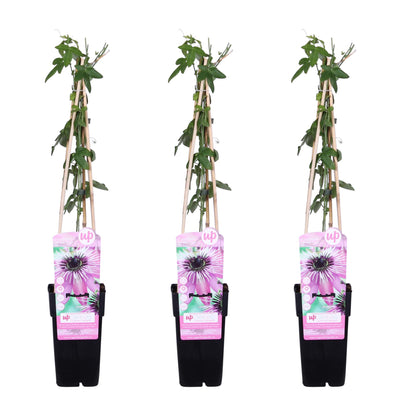 3x Passiflora 'Purple Haze' – Lila Kletterpflanze Ø15cm