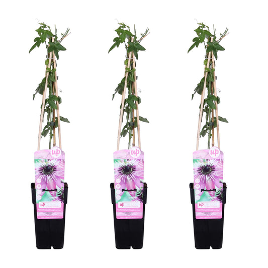 3x Passiflora 'Purple Haze' – Lila Kletterpflanze Ø15cm