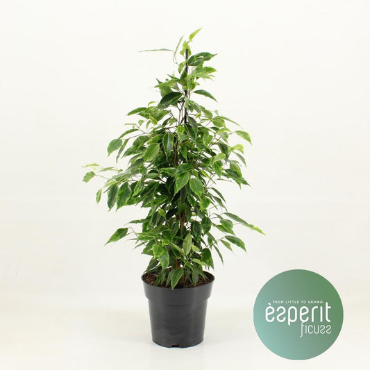 Ficus Benjamina Anastasia – Luftreinigende Zimmerpflanze Ø17cm