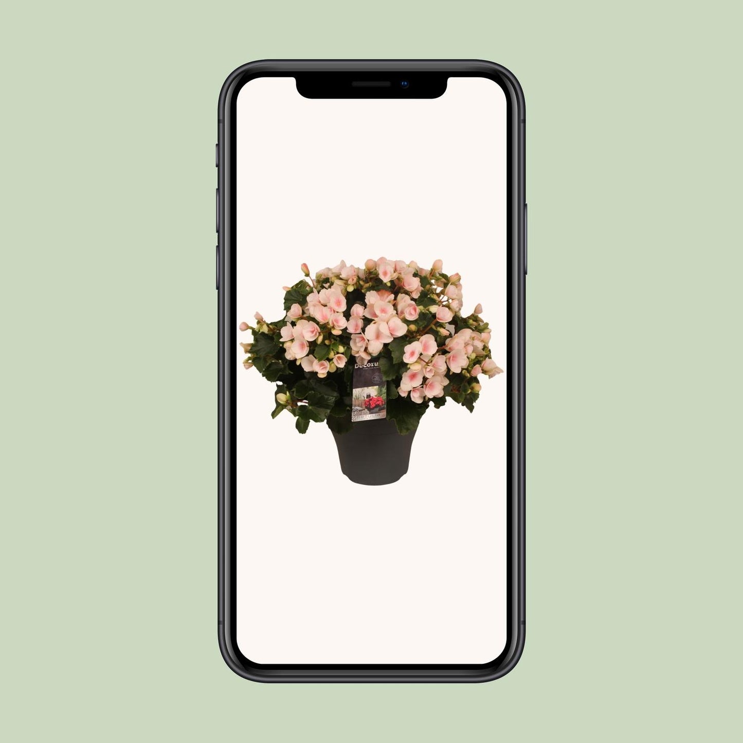 Begonie 'Betulia Light' – Pflegeleichte Outdoor-Begonie 35 cm