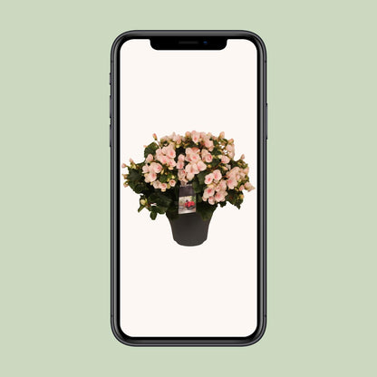 Begonie 'Betulia Light' – Pflegeleichte Outdoor-Begonie 35 cm