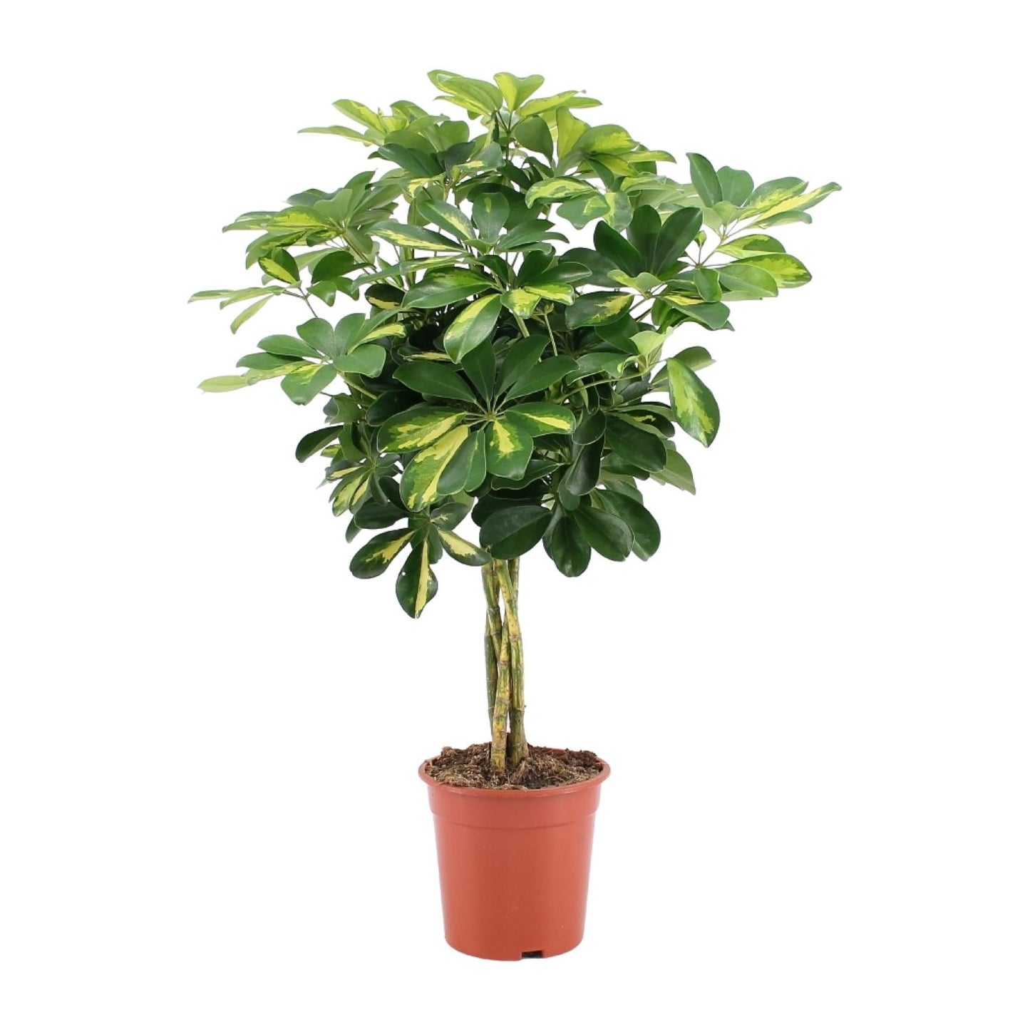 Schefflera Arboricola Gold Capella – Pflegeleichter Umbrella-Baum Ø19cm