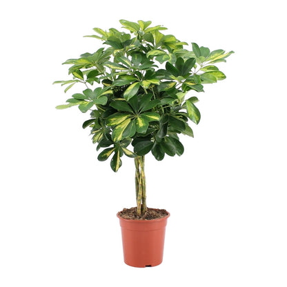 Schefflera Arboricola Gold Capella – Pflegeleichter Umbrella-Baum Ø19cm