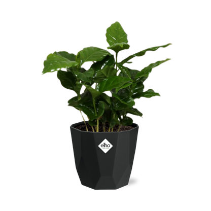 Coffea Arabica – Pflegeleichte Kaffeepflanze im 14cm Topf