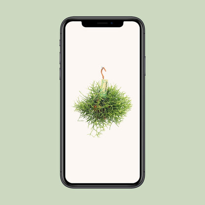 Rhipsalis Heteroclada – pflegeleichte Hängepflanze Ø14 cm