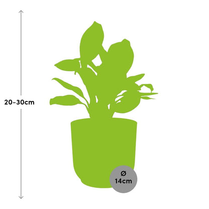 Aglaonema Christina in ELHO Vibes Fold 14cm rosa – Pflegeleichte Zimmerpflanze