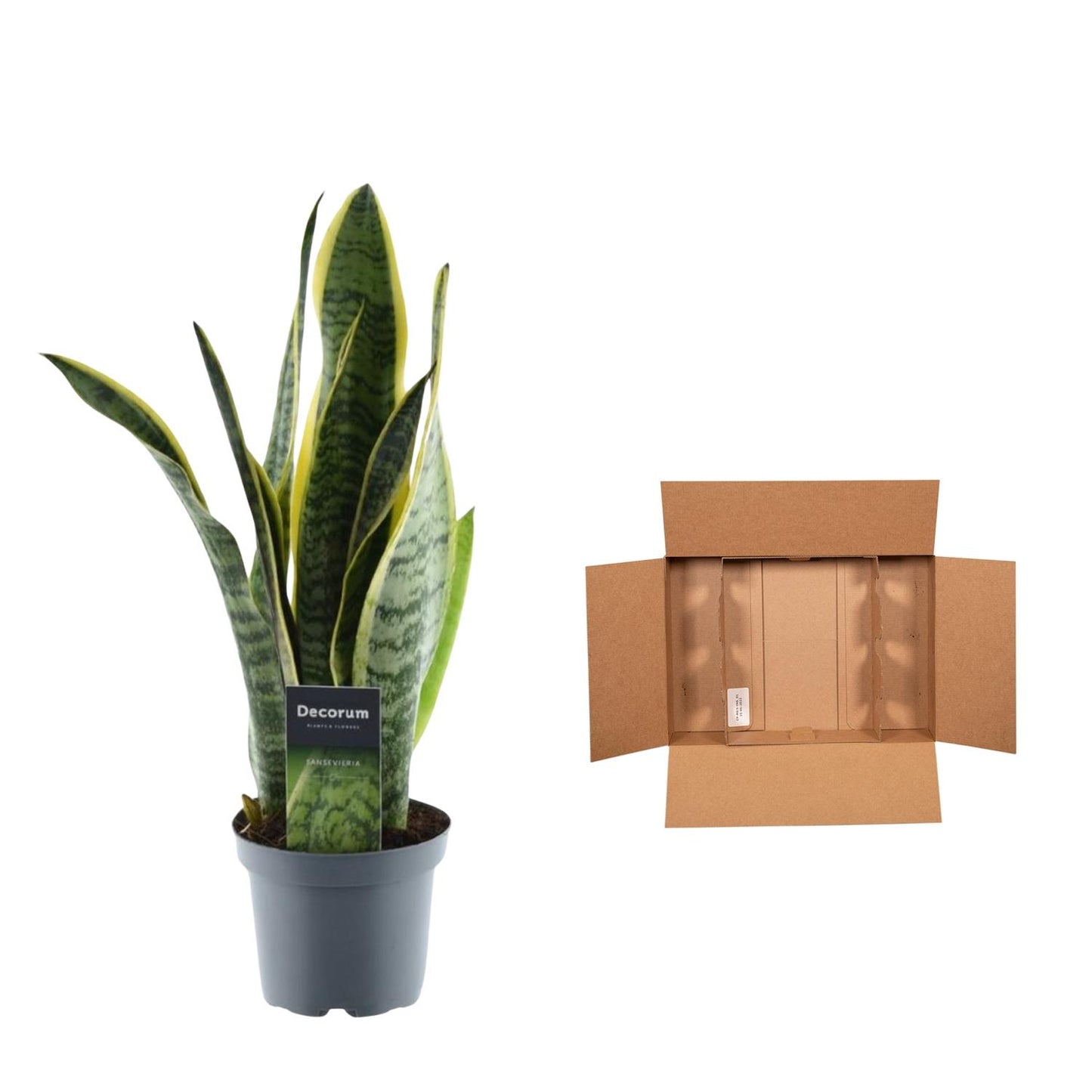 Sansevieria Laurentii – Pflegeleichter Bogenhanf 45 cm