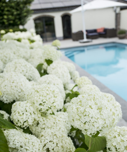 Hortensie Hydrangea arborescens 'Strong Annabelle' Ø19cm