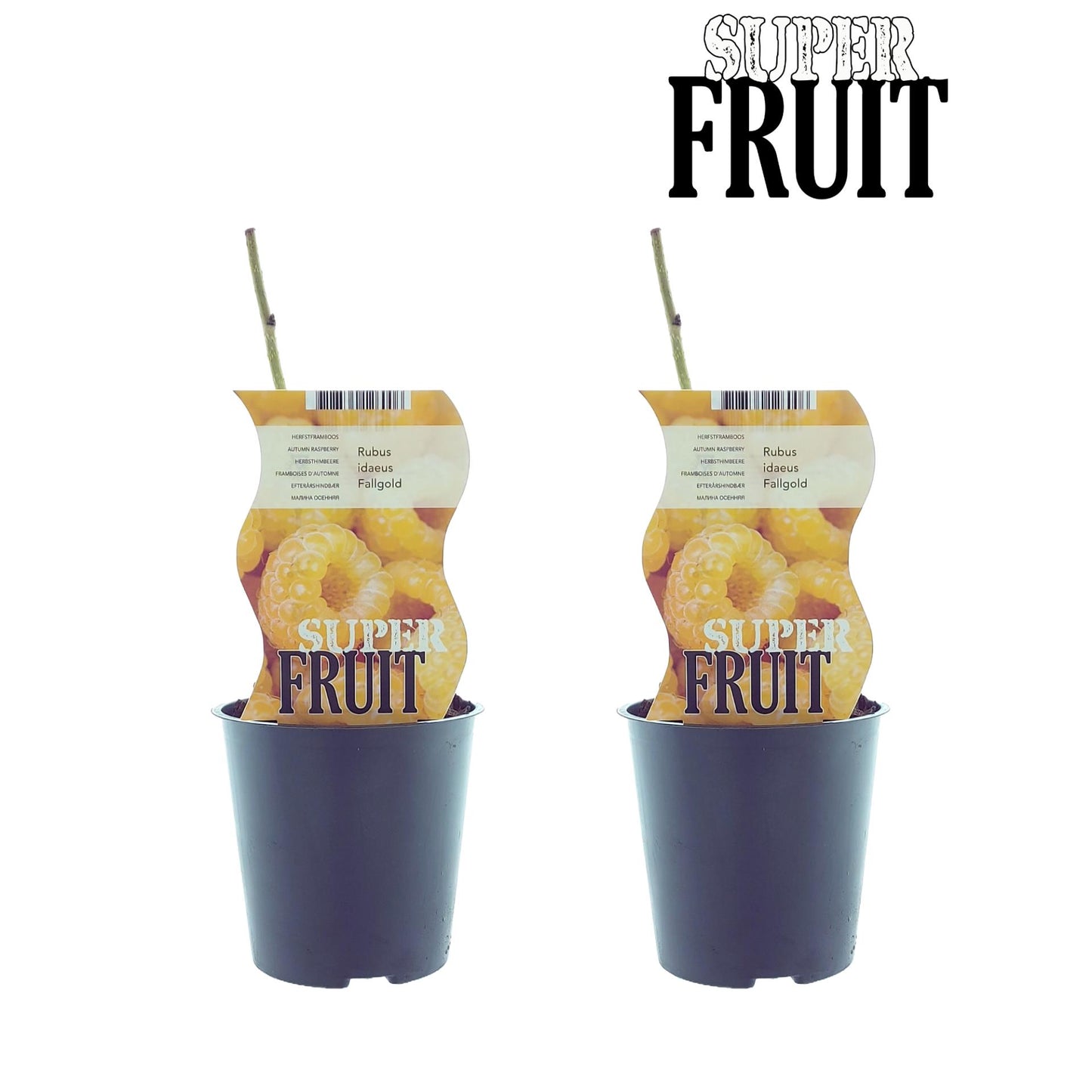 Rubus Fallgold – Gelbe Himbeere im 2er-Set, Ø12 cm, ca. 30 cm hoch