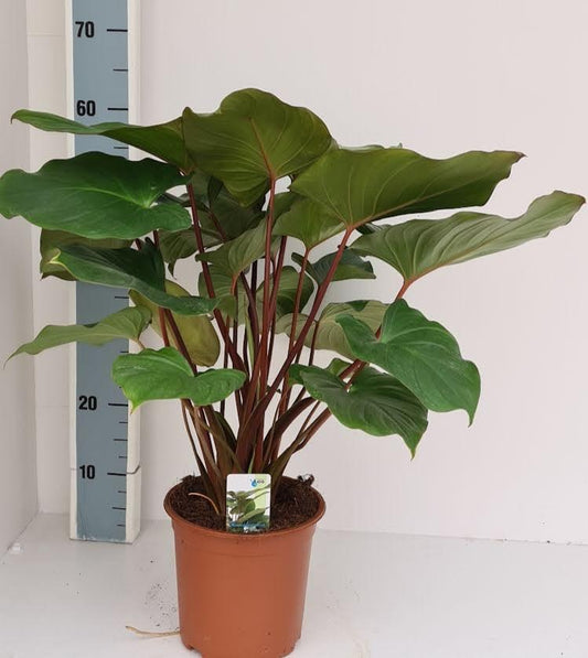 Homalomena Maggy – Pflegeleichte tropische Zimmerpflanze 70 cm