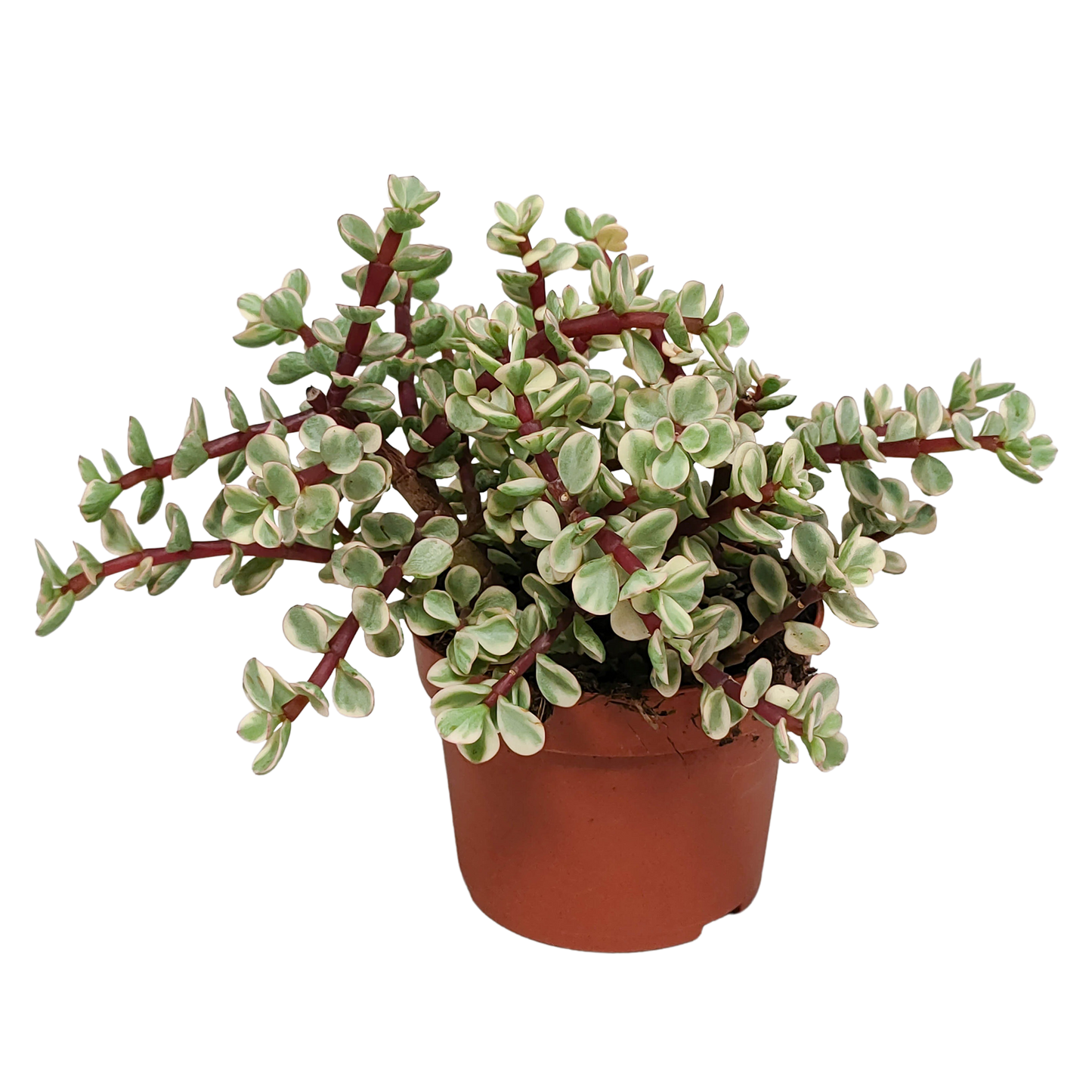 Portulacaria afra Variegata – pflegeleichte Sukkulente 10,5cm