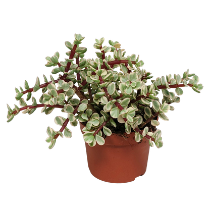 Portulacaria afra Variegata – pflegeleichte Sukkulente 10,5cm