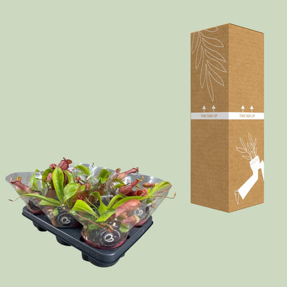 Nepenthes Alata – Exotische Kannenpflanze Ø12cm