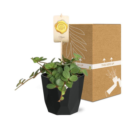 Peperomia ‘Hope’ – Pflegeleichte Zimmerpflanze im 14cm Topf