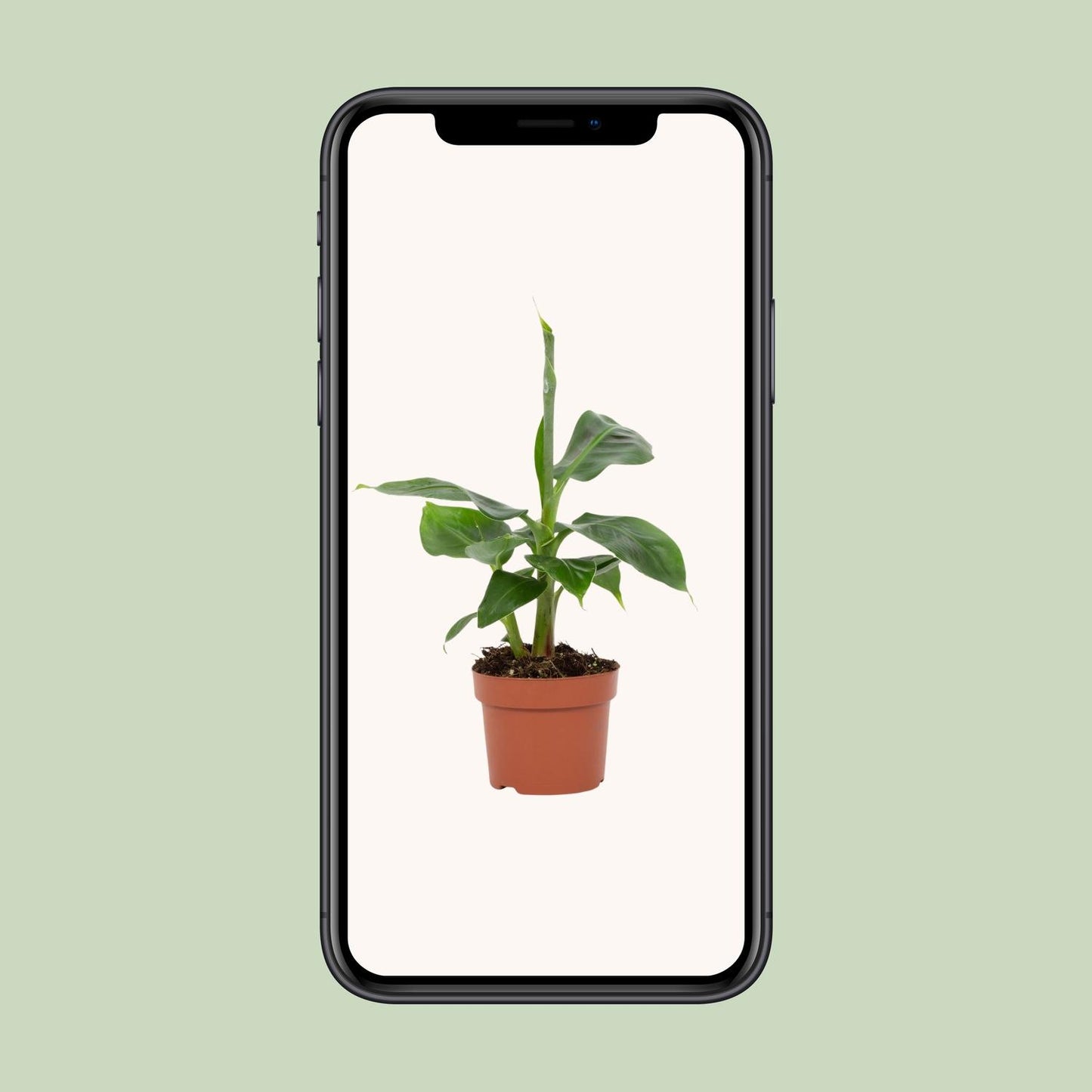 Bananenpflanze Tropicana – pflegeleichte Zimmerpflanze Ø12cm