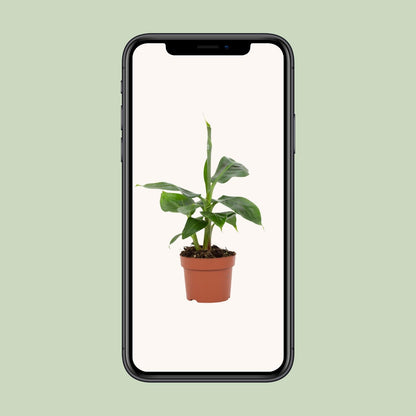 Bananenpflanze Tropicana – pflegeleichte Zimmerpflanze Ø12cm