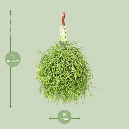 Rhipsalis Baccifera Oasis – Pflegeleichte Zimmerpflanze Ø17 cm