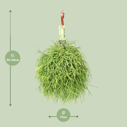 Rhipsalis Baccifera Oasis – Pflegeleichte Zimmerpflanze Ø17 cm