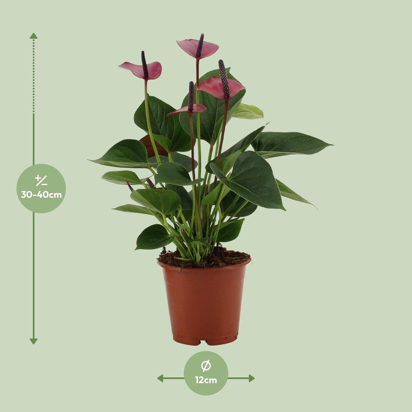 Anthurium Baby Purple – Tropische Zimmerpflanze Ø12cm