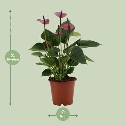 Anthurium Baby Purple – Tropische Zimmerpflanze Ø12cm