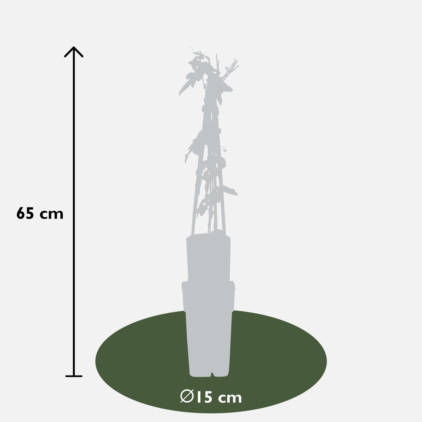 3er Set Passiflora Mix – ca. 65 cm, Ø 15 cm