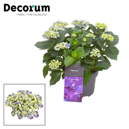 Hydrangea Curly Wurly Blauw – pflegeleichte Blühpflanze Ø23cm