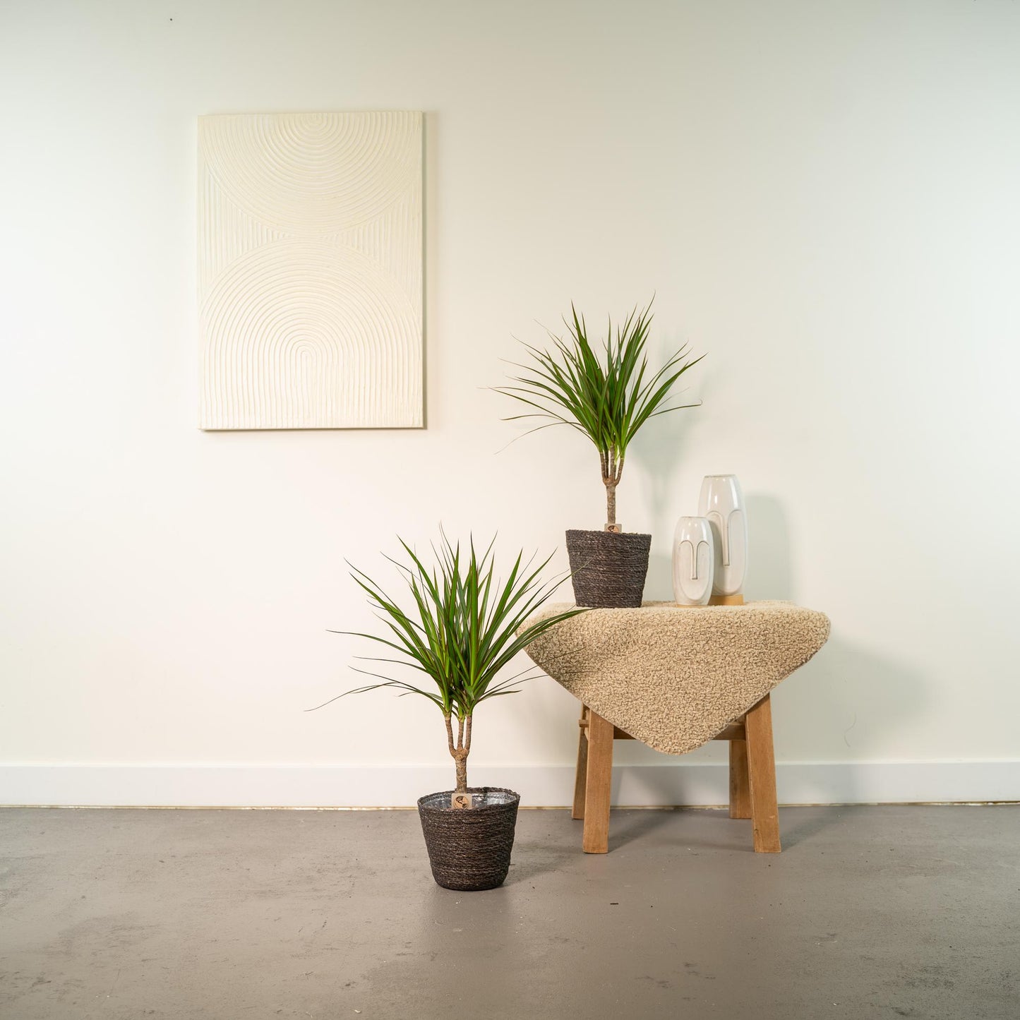2x Dracaena Zimmerpflanzen – 60 cm Höhe, Ø 14 cm Topf