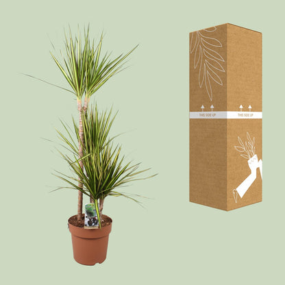 Drachenbaum Sunray – 120 cm – Pflegeleichte Zimmerpflanze