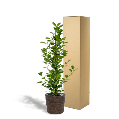 Bonsai-Feige 'Moclame' mit dekorativem Korb Ø21cm
