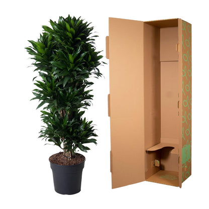 Dracaena Compacta Carrousel – 140 cm, pflegeleicht