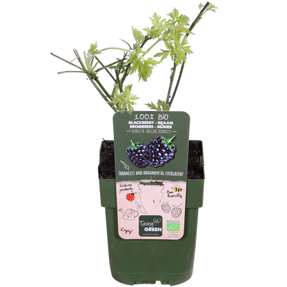 Rubus fruticosus 'Thornless Evergreen' – Dornenlose Brombeere Ø13cm