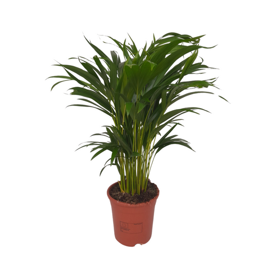 Dypsis Lutescens – Pflegeleichte Zimmerpflanze Ø17cm