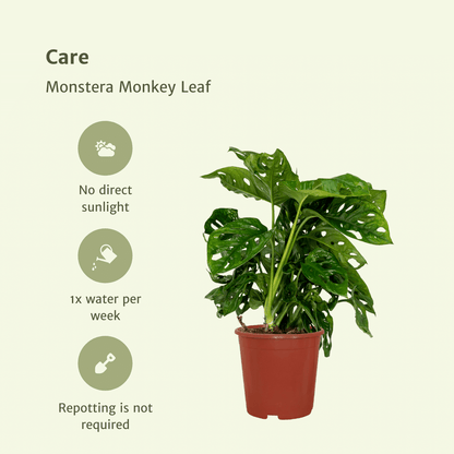 2x Monstera Monkey Leaf - Lochpflanze - 30cm - ø12