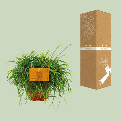 Rhipsalis Cashero Ø12 cm – Pflegeleichte Hängepflanze